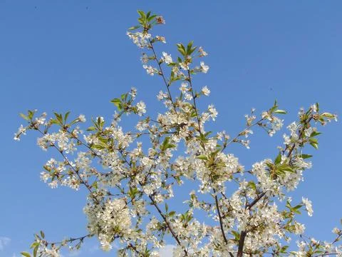 Cherry blossom tree in spring in Maramures county, Romania Stock Photos