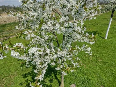 Cherry blossom tree in spring in Maramures county, Romania Stock Photos