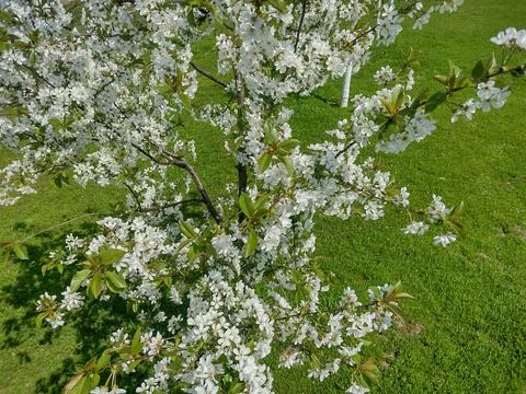 Cherry blossom tree in spring in Maramures county, Romania Fotos Stock