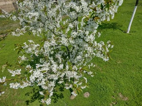 Cherry blossom tree in spring in Maramures county, Romania Fotos de archivo