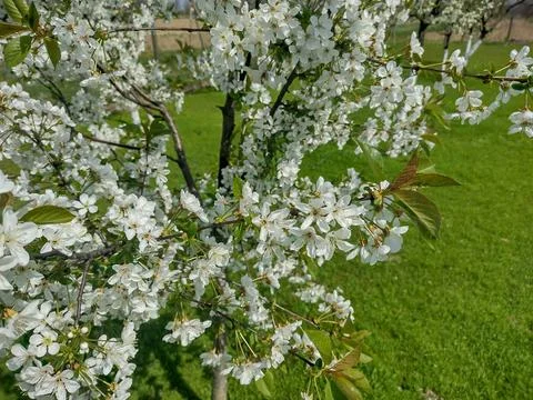 Cherry blossom tree in spring in Maramures county, Romania Stockfoto's