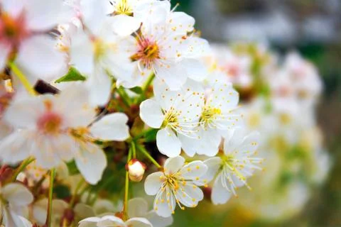 Cherry blossom tree in spring Stock Photos