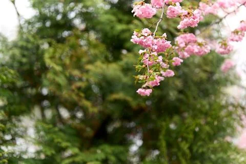 Cherry blossom tree in spring Stock Photos