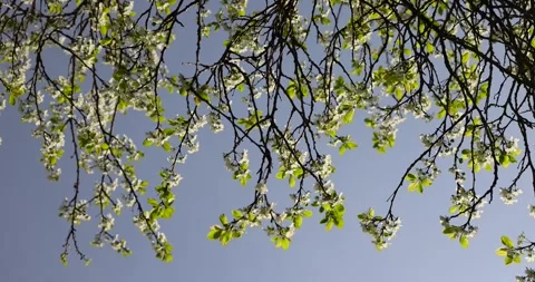 Cherry blossom tree in spring, spring garden with cherry blossoms in sunny Stock Footage 263120164