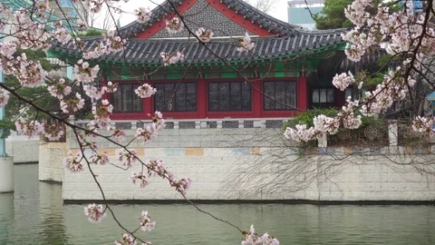 Cherry blossom tree in spring time in Seoul , Korea. Video stock 74308782
