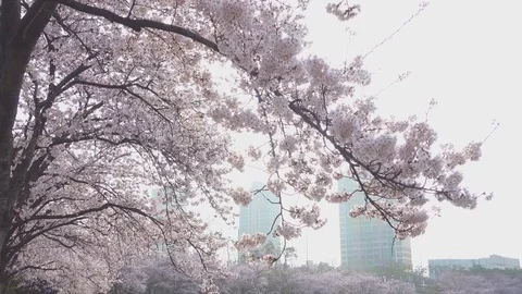 Cherry blossom tree in spring time in south Korea Video stock 74877738