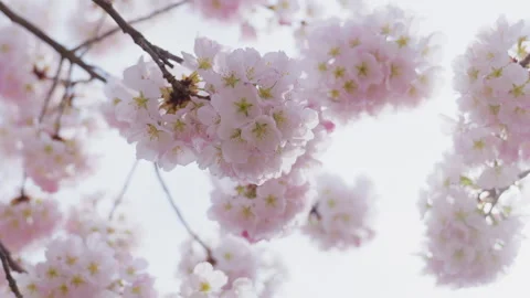 Cherry Blossom, Tree, Spring, Washington DC, Flower, Pink, Macro, Detail Stock Footage 306027984