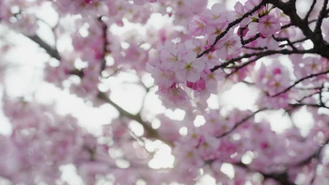 Cherry Blossom, Tree, Spring, Washington DC, Flower, Pink, Sunlight, Close up Stock Footage 306033981