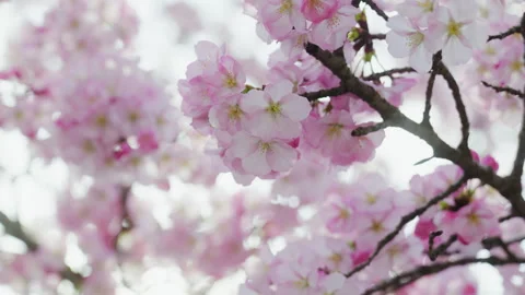 Cherry Blossom, Tree, Spring, Washington DC, Flower, Pink, Sunlight, Close up Stock Footage 306034040