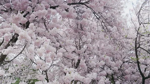 Cherry Blossom, Tree, Spring, Washington DC, Flower, Pink, 60p Stock Footage 306034051