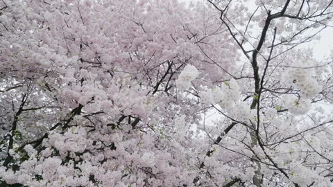 Cherry Blossom, Tree, Spring, Washington DC, Flower, Pink Stock Footage 306034441