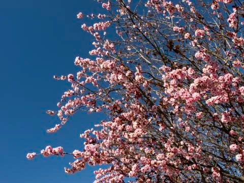 Cherry Blossom tree in springtime Stock-Fotos