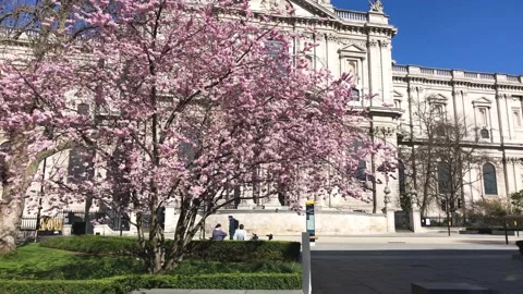 Cherry blossom tree with St Pauls Cathedral in London, spring time 2021 스톡 동영상 151123831