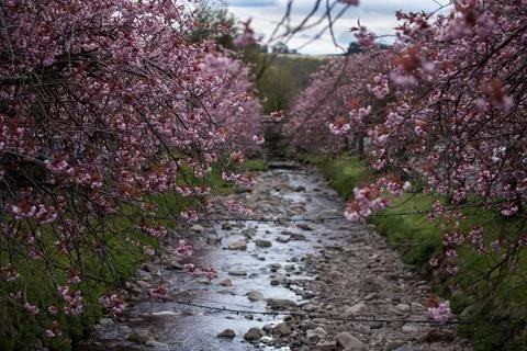 Cherry Blossom tree with stream Stock Photos