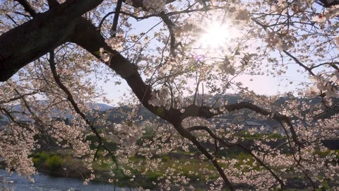 Cherry blossom tree with sun in spring time in Japan Stock Footage 118383670