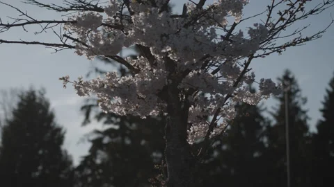 Cherry Blossom Tree With Sun/Flare 360 Gimbal Pan Slow Motion 60p Video stock 130968976