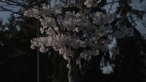 Cherry Blossom Tree Sunset 360 Gimbal Pan Slow Motion 60p Video stock 130930731