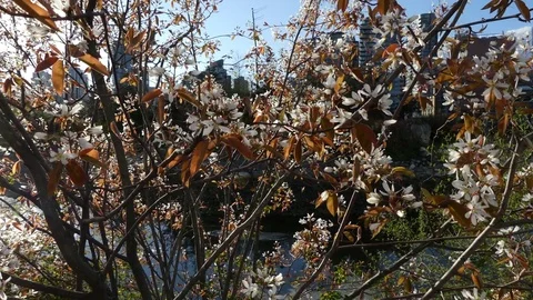 Cherry blossom tree sunshine waterfront Vancouver Stock Footage 77482282