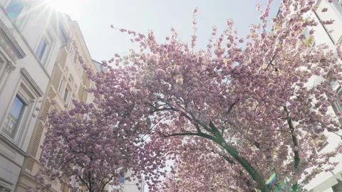 Cherry blossom tree surrounded by buildings and people in Bonn, Germany Video stock 155614963