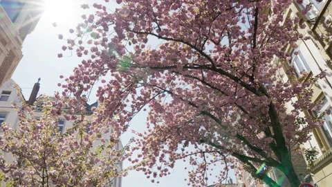 Cherry blossom tree surrounded by buildings in Bonn, Germany Stock Footage 155616335