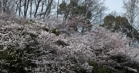 Cherry Blossom Tree Top Stock Footage 173595711