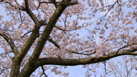Cherry Blossom Tree under the blue sky Видео 137282582