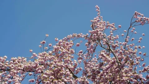Cherry blossom tree under the blue sky in Bonn, Germany Video stock 155480554