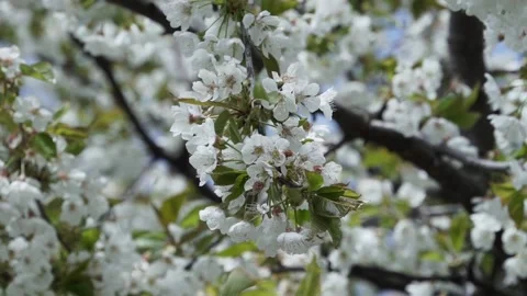Cherry blossom tree under clear blue sky in spring Stock Footage 153720847
