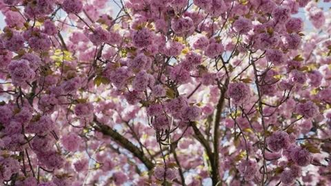 Cherry blossom tree under the sky in Bonn, Germany Stock Footage 155613493