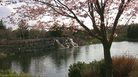 Cherry Blossom Tree &amp; Waterfall Stock Footage 397907