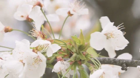 Cherry Blossom Tree with White Flowers in Springtime Stock Footage 75249062