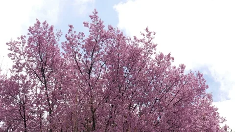 Cherry blossom tree in the wind and moving clouds on blue sky Stock Footage 100886593