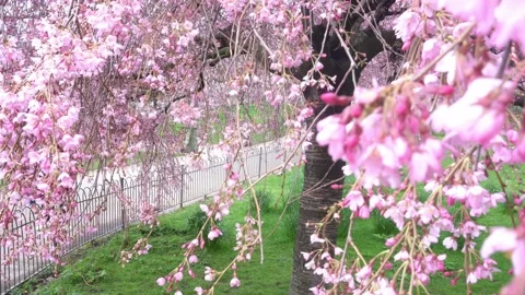 Cherry blossom tree in the wind Stock Footage 134580377