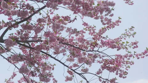 Cherry Blossom Tree In The Wind 库存影片 153495968