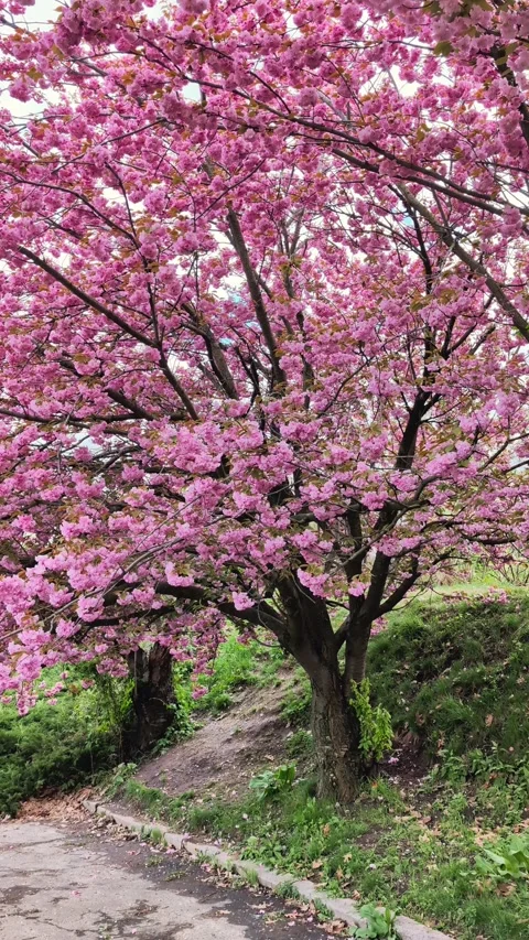 A cherry blossom tree on a windy spring day. Vertical Video Stock-Footage 274729039