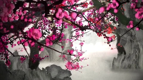 Cherry blossom tree zoom Stock Footage 78964206