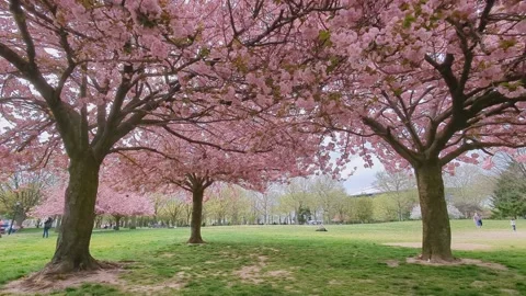 Cherry Blossom Trees 4K Stock Footage 239075327