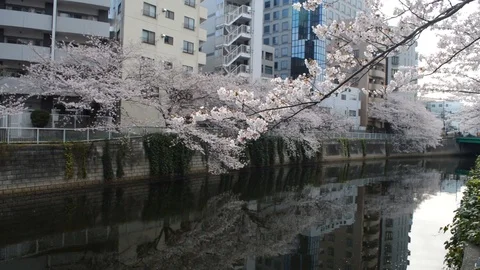 Cherry blossom trees along the river with urban architecture 動画素材 127034067