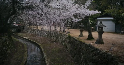 Cherry Blossom Trees Along Stone Canal Japanese Garden Spring Видео 344701079