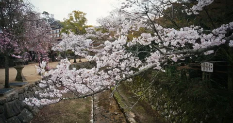 Cherry Blossom Trees Along Stone Path in Hiroshima Japan Spring Video stock 344701860