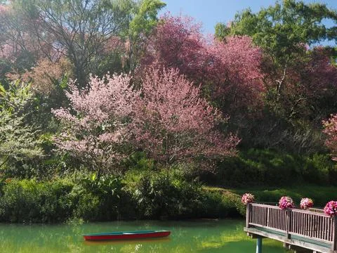 Cherry blossom trees, also called sakura, surrounding the lake 스톡 사진