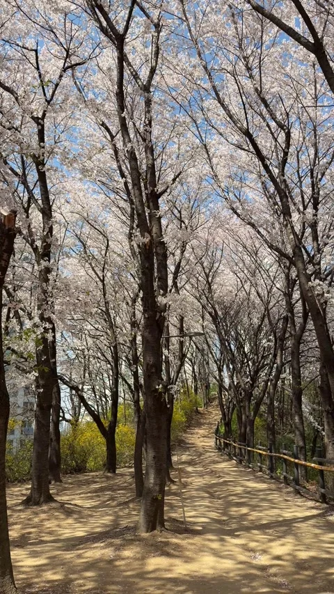 Cherry Blossom Trees and Branch Shadows Vertical 4K Stock Footage 334220013