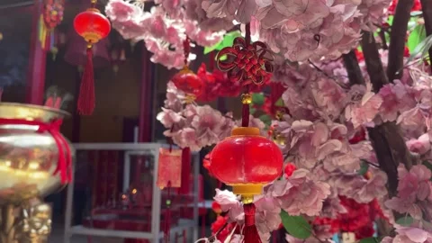 Cherry blossom trees and mini china lanterns Stock Footage 288432157