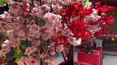 Cherry blossom trees and mini china lanterns Stock Footage 288432191