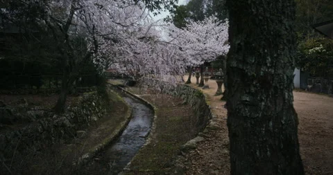 Cherry Blossom Trees and Stone Lanterns Along Canal Japan Stock Footage 344700957