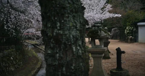 Cherry Blossom Trees and Stone Lanterns Along Canal Hiroshima Japan Stock Footage 344701173