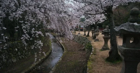 Cherry Blossom Trees and Stone Lanterns Along Canal Hiroshima Japan Stock Footage 344701280
