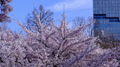 Cherry blossom trees in Berlin in the Spring Stock Footage 335925281