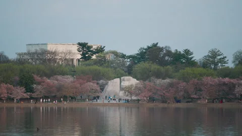 Cherry Blossom Trees in Bloom in Front of Lincoln Memorial Video stock 332875153