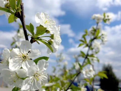 Cherry Blossom Trees Bloom in Spring Under a Clear Blue Sky With Soft Clouds Stock Photos